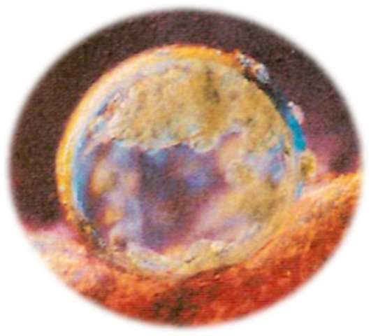 24 horas despues de la fecundacion