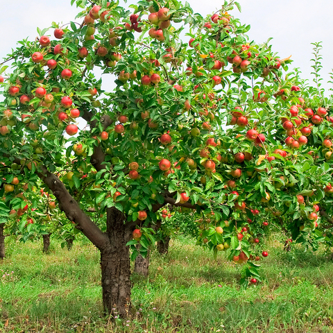 In fall the apples grown on the trees. The apples are raedy to be picked.