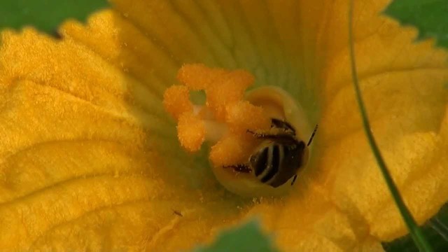 Pollination