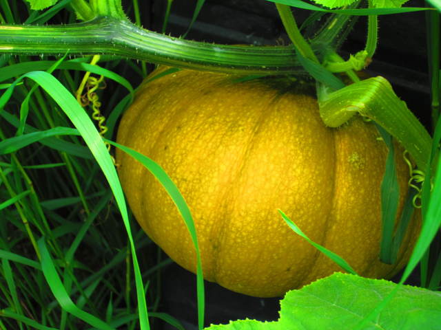 Growing and Ripening