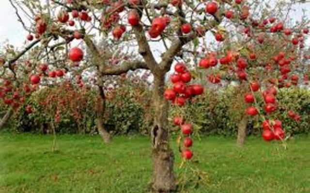 Time Lapse Video of an Apple Tree