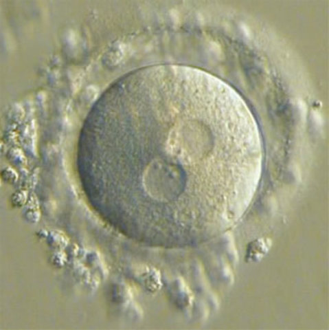 Día 1: Tras la Fecundación