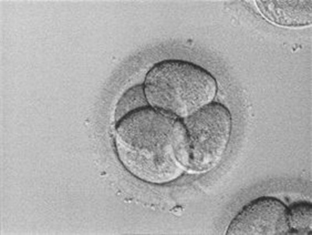 Día 2. Tras la fecundación