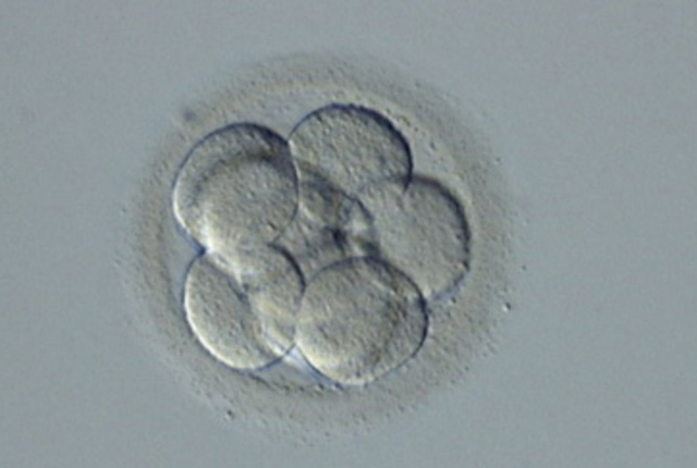 Día 3. Tras la fecundación