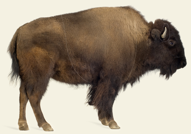 Near Extinction of Buffalo