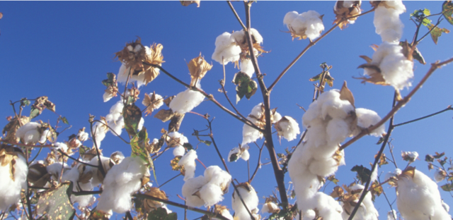 The Invention of The Cotton Gin