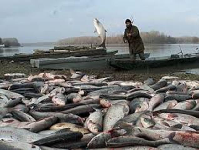 Baia Mare Cyanide Spill