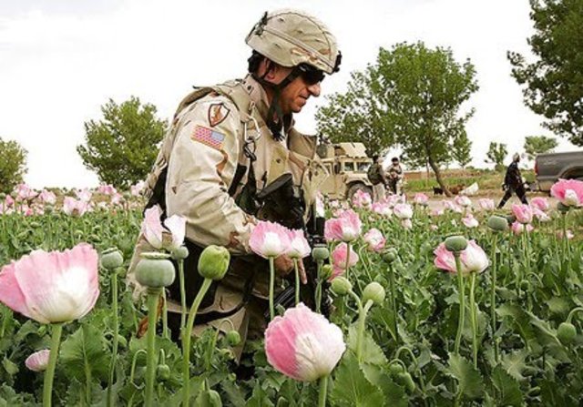 taliban banned poppy cultivation in Afghanistan