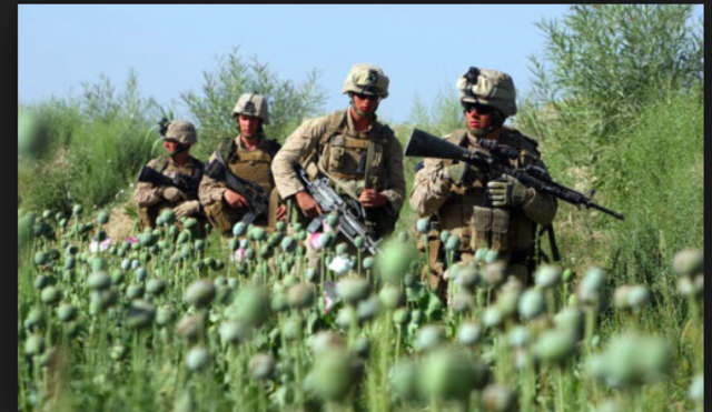 in 2000 the taliban banned poppy cultivation