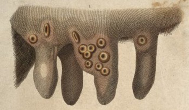Cowpox Helping Hand