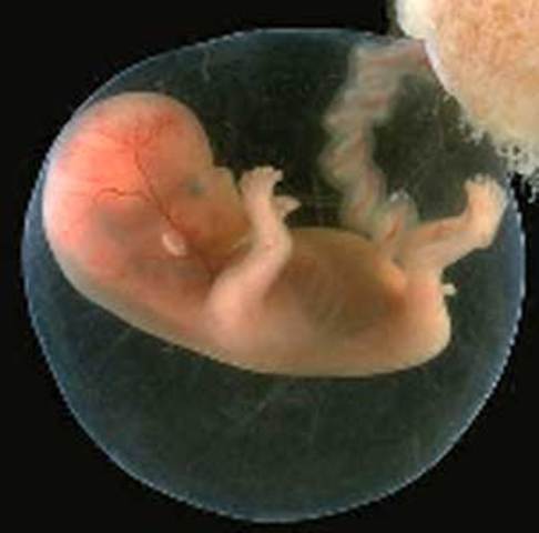 Desarrollo Fetal