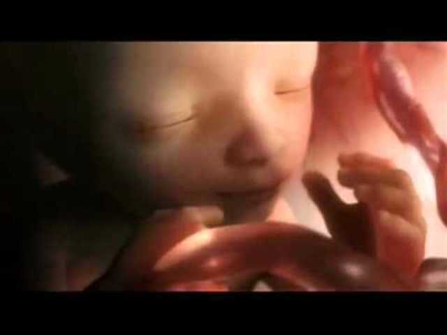 Desarrollo Fetal