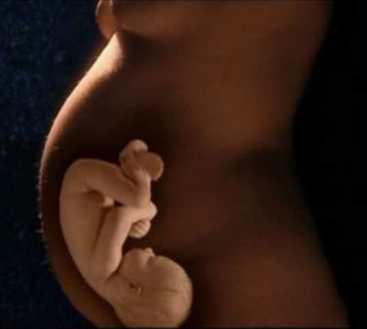 Desarrollo Fetal