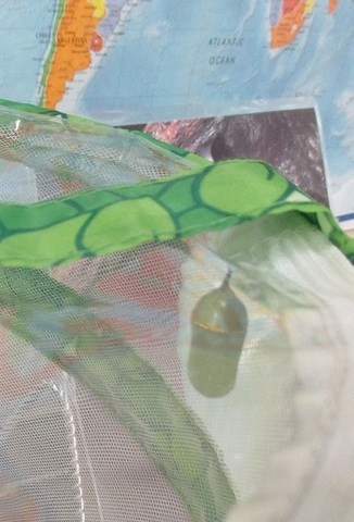 Oliver made a chrysalis!