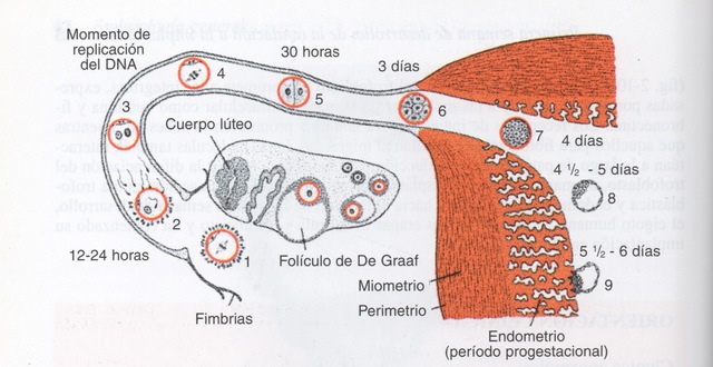 EVENTOS DURANTE LA PRIMER SEMANA DE DESARROLLO