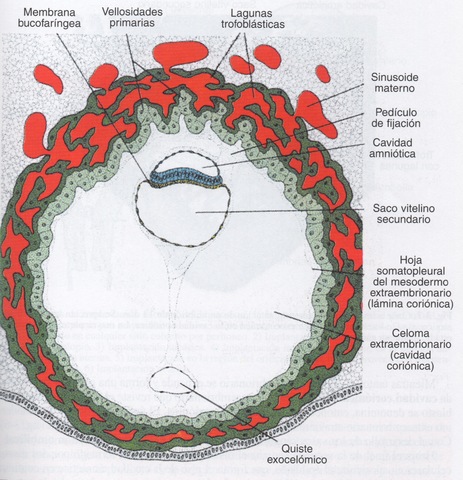 TRECE DIAS (FINAL DE LA SEGUNDA SEMANA)