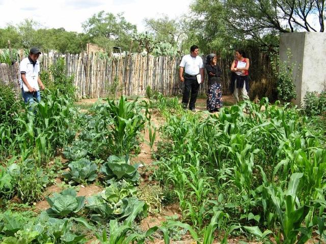 La FAO pone en marcha el Programa Especial para la Seguridad Alimentaria (PESA)