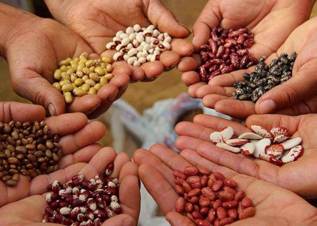 Entrada en vigor del Tratado Internacional de Recursos Fitogenéticos para la alimentación y la agricultura