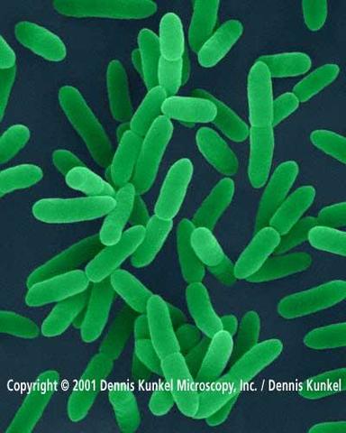 Anton Van Leeuwenhoeck