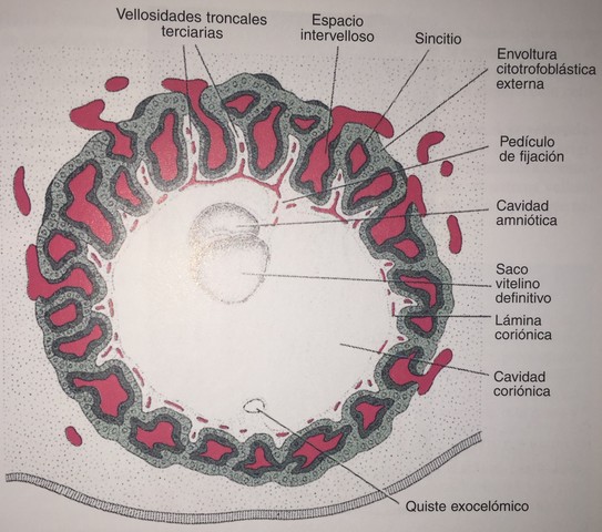FINAL DE LA TERCER SEMANA