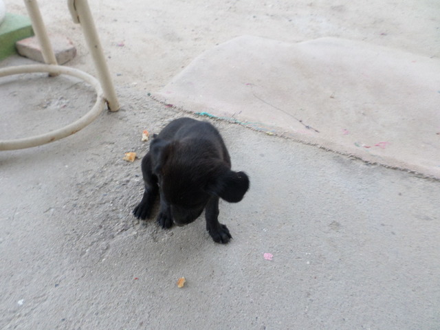 MI NUEVA MASCOTA: ROCKY