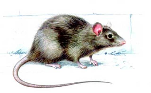 La pesta negra es continua expandint