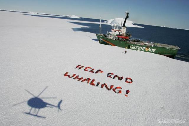 Greenpeace movement against whalers