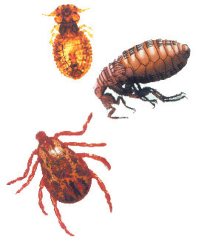 Continua la pesta negra