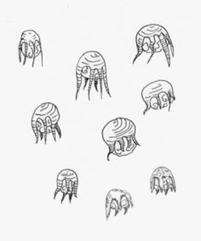 Anton Van Leeuwenhoek