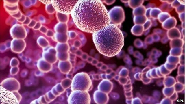 Anton Van Leeuwenhoek