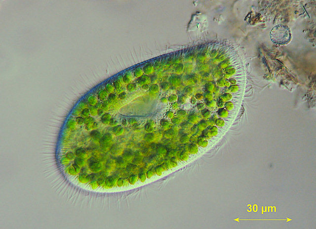 Discovery Of Protozoa