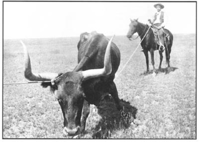 Ranching and Cattle Industry Boom