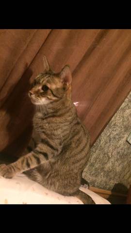 Kitty part of the Family