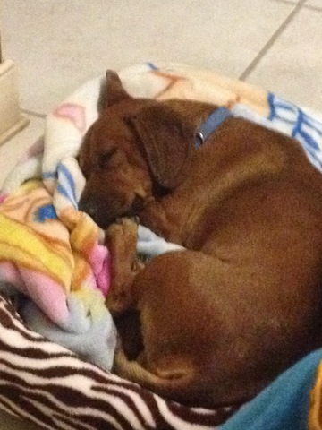 Mi perrito Salchicha Winny