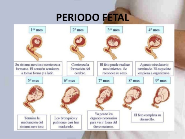 desarrollo prenatal