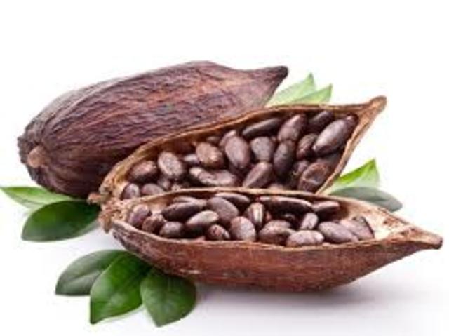 Groing Cocoa Beans