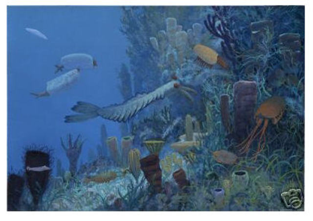 Cambrien Period 570-500 MYA