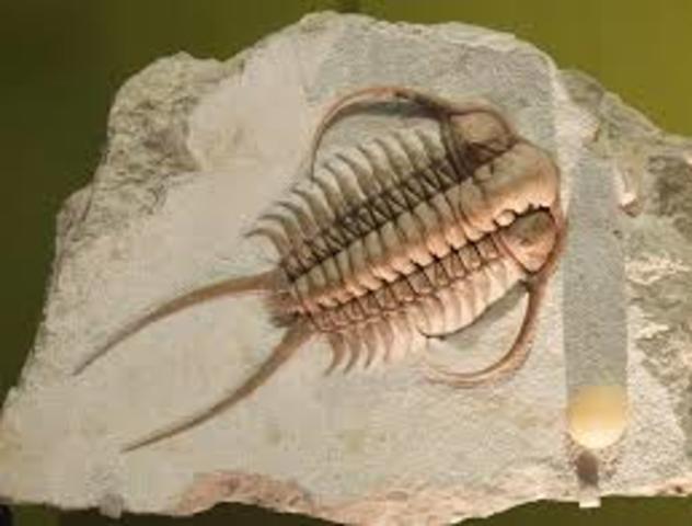 Cambrian Period 570-500 MYA