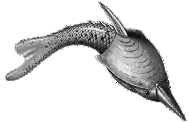 Cambrian period 570-500 MYA