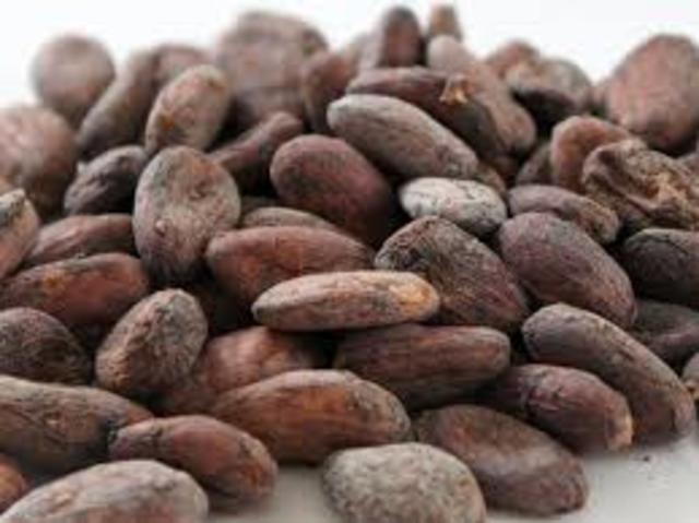 Columbus Discovers the First Principal ingredient of Chocolate