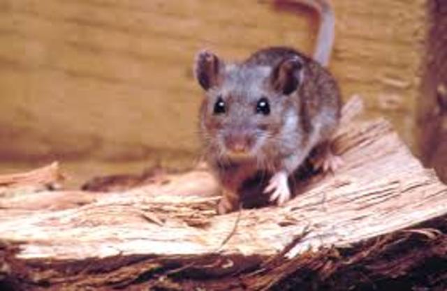 Hantavirus