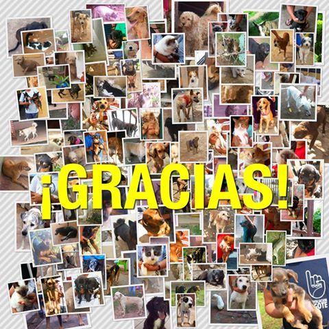 ALACUCHA PROYECTO DE ESTERILIZACION