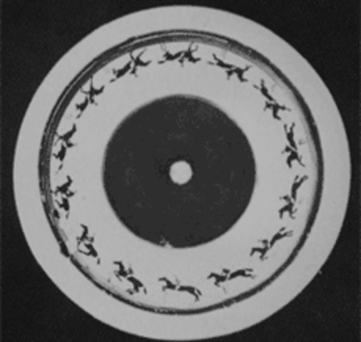 Eadward Muybridge invented the zoopraxiscope