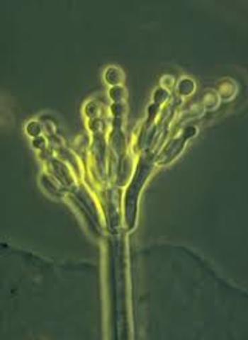 Penicillium