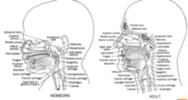Prelinguistic Behavior