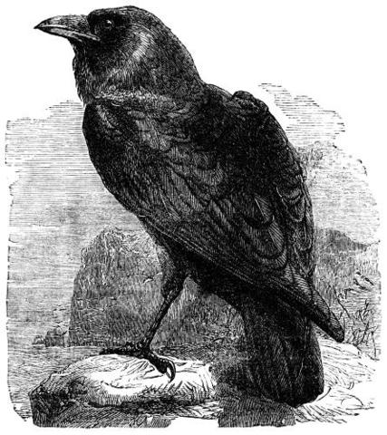 the raven