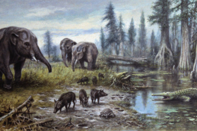 Tertiary period (66-2.5 MYA)