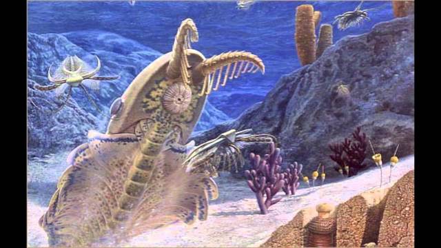 Cambrian 570-500 MYA