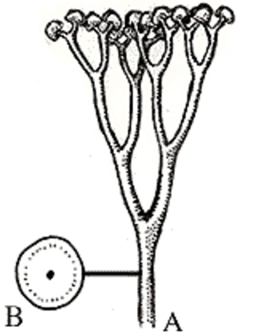 Sulurian Period-443-416 MYA