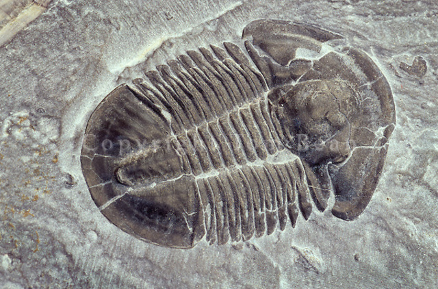 cambrian 1.9 mya (1927)